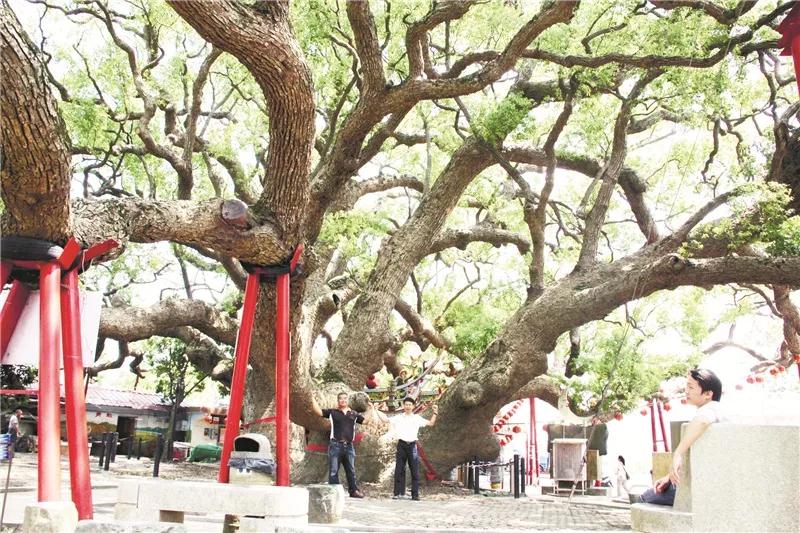 城市公共空间应该如何综合利用绿化