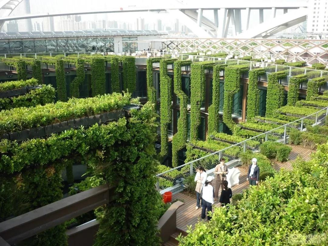 我国城市垂直绿化的设计手法有哪些