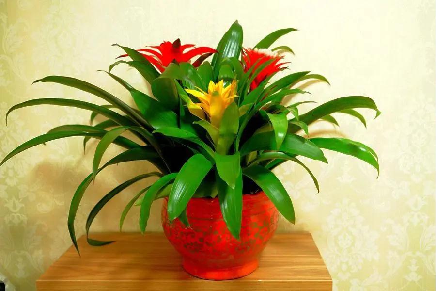 适合客厅摆放的植物系列(2)