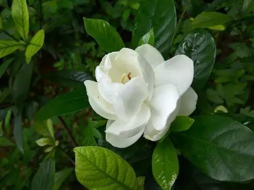 适合阳台摆放的植物推荐-常春藤、石莲花、栀子