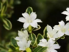 六月雪、三色堇、蟹爪兰、茉莉花的养护方法