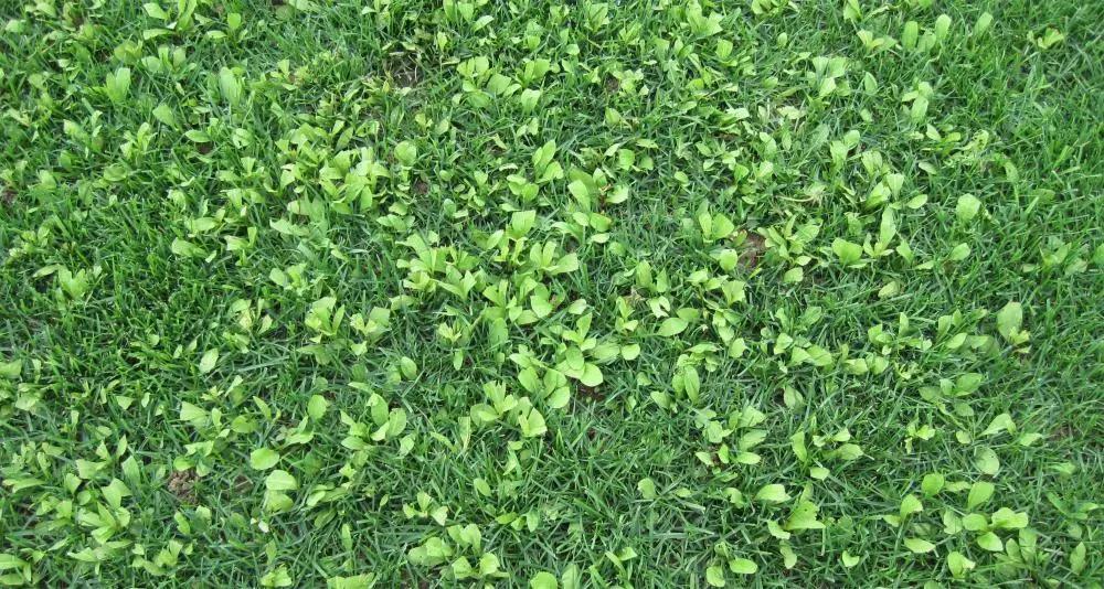 合肥草坪绿化养护春夏季杂草的危害与防除