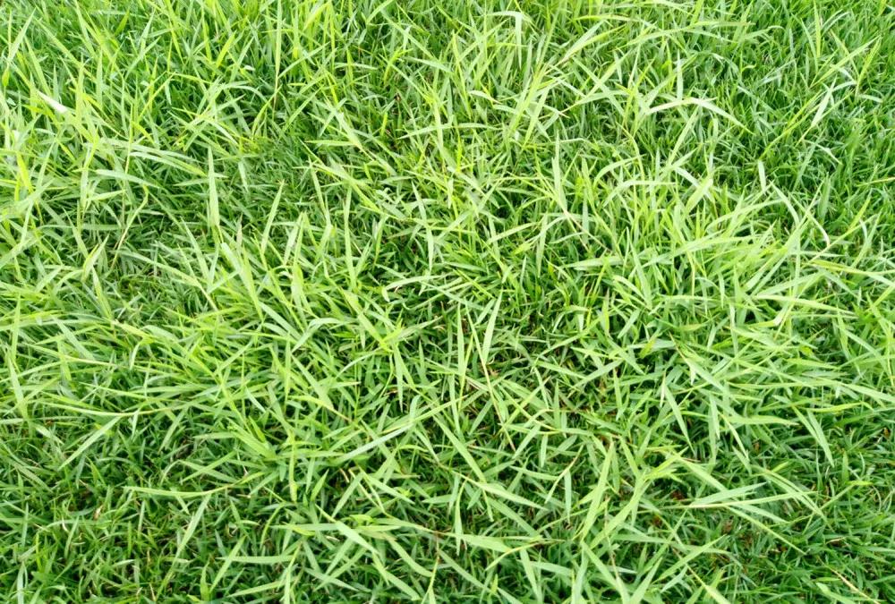 5月合肥绿化养护草坪杂草的防除
