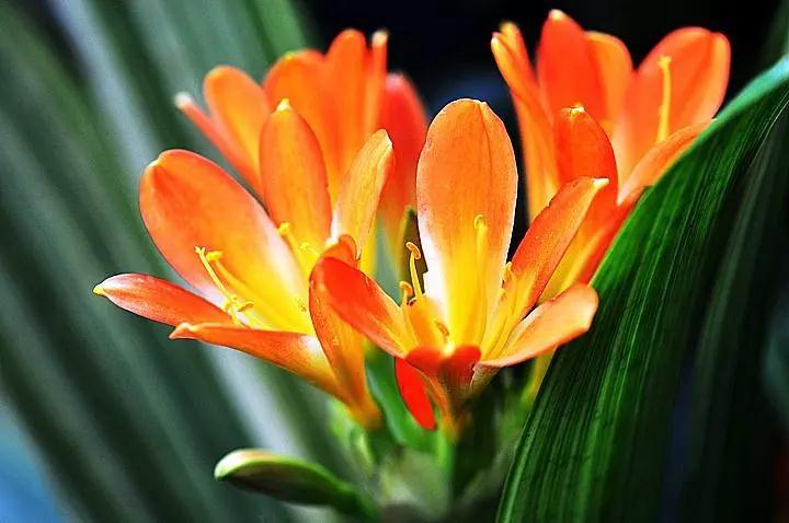 6种常见花卉养护方法,献给那些喜欢养花的人