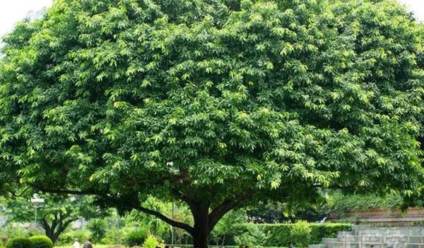 合肥绿化养护中黄葛树移栽后的养护及复壮措施