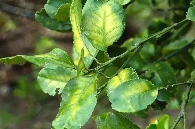 合肥绿化养护中树叶黄化的综合防治