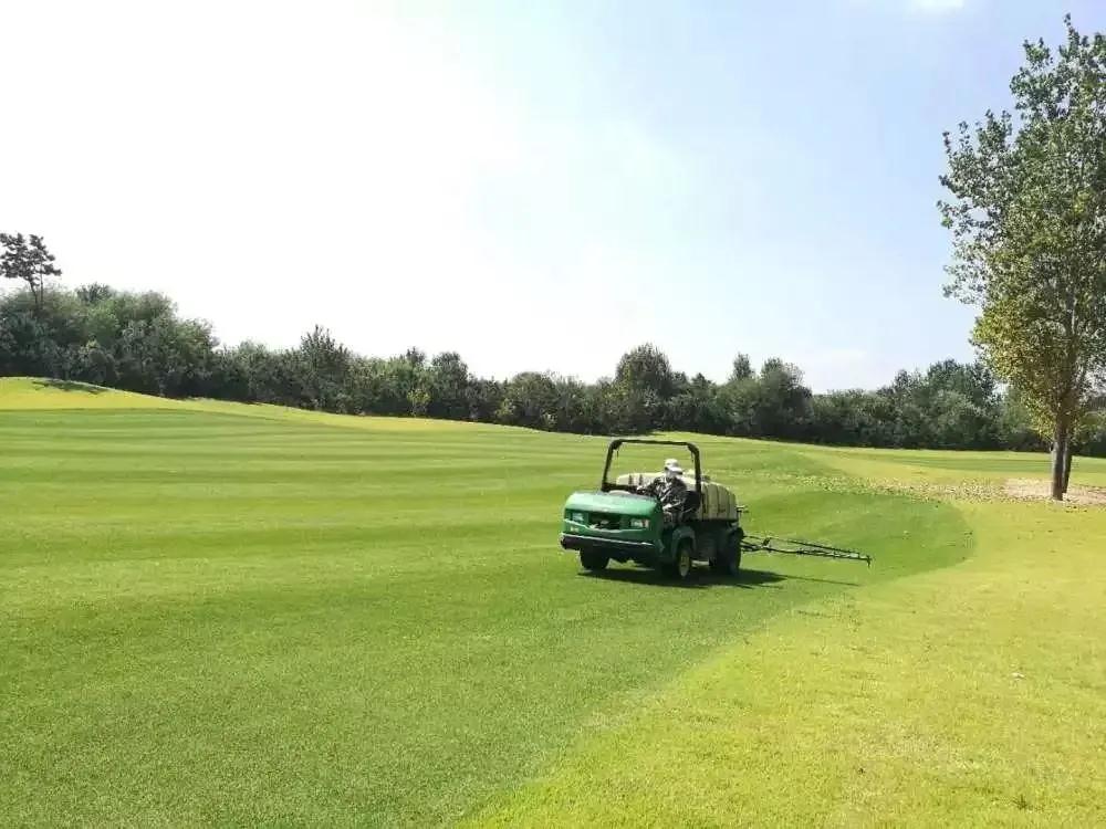 夏季草坪绿化养护中杂草的防除