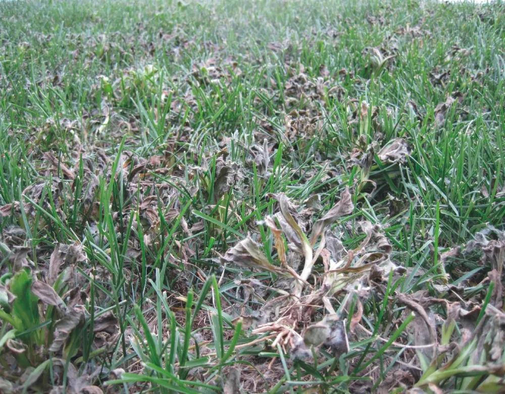 合肥园林绿化之狗牙根、结缕草草坪全面除草方