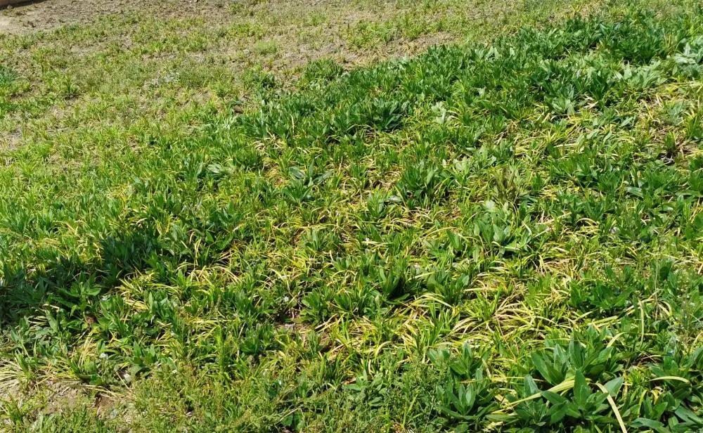 合肥绿化养护中麦冬草坪怎样除草更有效