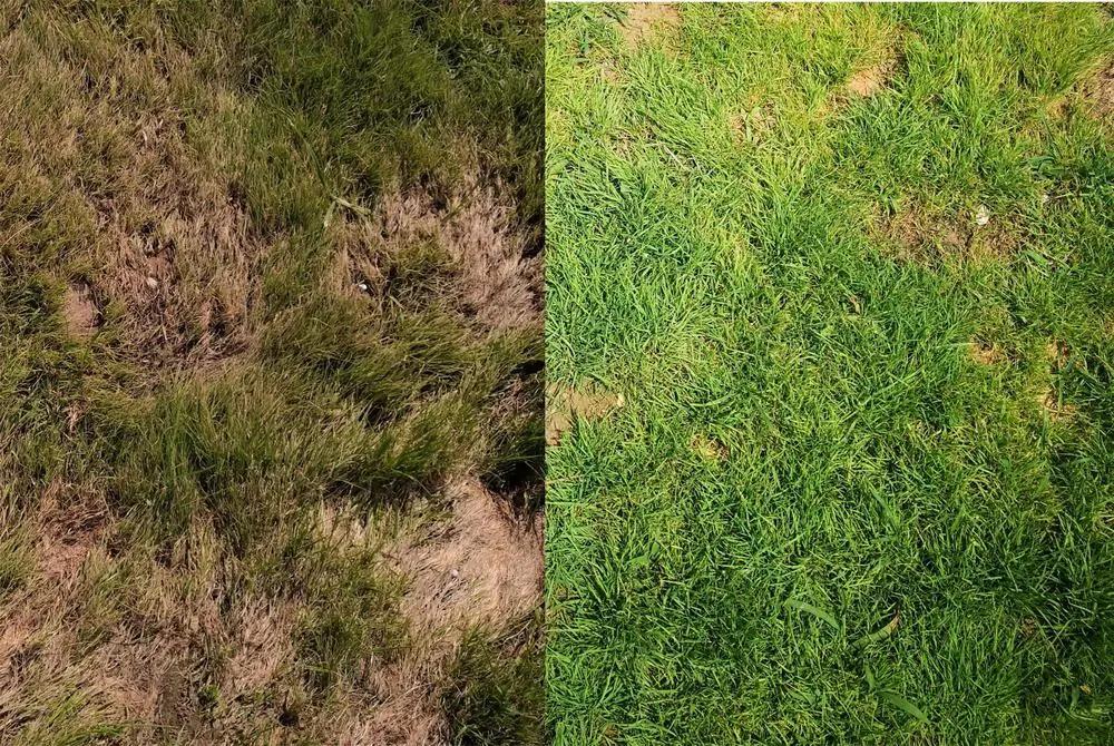 夏季合肥园林绿化中心腐霉枯萎病的防治 进入夏季后，高温高湿的气候使草坪腐霉枯萎病又到盛发期。腐霉枯萎病被称为草坪的毁灭性病害，主要集中发生在6~9月份，分布广泛，在全国各地区均有发生，可以侵染所有的草坪草，能在短时间内造成草坪草的大面积死亡，形成秃斑，极大的破坏草坪景观效果。 病害识别 病菌侵染草坪草的各个部位，造成根部腐烂、茎腐猝倒、叶部腐烂，呈倒伏状，病斑一旦发生，枯死斑不可恢复。当气温持续在25℃以上，且水分充足，湿度达90%持续10小时以上时，病害大量爆发。 眼观： 1、高温高湿的条件下，草坪突然出现2-5厘米的圆形黄褐色枯草斑。发病初期叶片呈水渍状和黑色粘滑状，后变成褐色或白色。 2、当湿度很高时，尤其是在雨后的清晨或晚上，腐烂叶片成簇爬在地上且出现一层絮状、浓密的白色菌丝层。 3、发病重的时候形成不规则的凹陷的大秃斑。 4、根部腐烂，整株死亡，枯死病斑无法再新生恢复。 手摸： 病害盛发期时，用手触摸有油腻感，故得名为“油斑病”。 鼻子闻： 发病重的时候，能闻到非常大的霉味。 发病条件： 1、夏季高温高湿极易引发草坪腐霉枯萎病的发生。 2、土壤排水不良，通气性差，氮肥使用过量时，发病严重。 草坪腐霉枯萎病的防控 重在预防，加强日常养护管理，采取多种措施进行综合防控。 养护管理： 适当浇灌：在温度适于病害发生的时候注意不能在傍晚或夜间浇水，最好采用喷灌。 科学施肥：均衡施肥，氮肥不要过多。 合理修剪：在病害大量发生的时候要适当提高草坪修剪高度，选择晴朗或干燥环境下剪草，剪下的草屑及时清走，降低病菌传播的机会。 喷施预防性杀菌剂：在高温多雨季节，雨后或修剪完成后，喷施杀菌剂，预防病害产生。推荐杀菌药肥“琳海健安”800倍液喷淋，药肥双效的特性能加快草坪对药剂的吸收和传导，有效防控病害的发生和传播，对草坪腐霉枯萎病、镰刀枯萎病特效，杀菌壮苗提高草坪对病害的抵抗力。 化学防治： 选用专业的草坪病害杀菌剂，经过了反复的试验与球场使用的考验，治疗效果可靠、确切，综合成本低、安全环保，对多种草坪病害均有显著的预防、治疗铲除效果。 腐霉枯萎病发病初期，及时喷施“琳海绿康”1000-1200倍液进行防治，在发病盛期需提高到800倍液喷雾，或1000倍液灌根，防治病害，阻止蔓延。病害较重时可间隔7-10天，连用2-3次。  草坪腐霉枯萎病专业治疗剂 夏季草坪的主要病害还有褐斑病、夏季斑、镰刀枯萎病、币斑病等，病害的发生往往复合性，多种病害同时存在，当病害无法具体辨别时，应用“园将军+琳海健安/琳海绿康或夏斑醇+琳海健安/琳海绿康”喷淋，可以高效防治草坪内的所有病害，这是解决草坪病害的全能组合！
